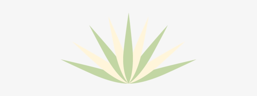 Agave Succulent Wall Decal - Illustration, transparent png #4881150