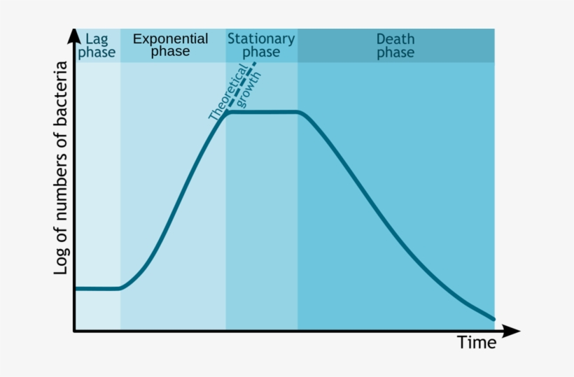 Bacterial Growth Curve - Bacterial Growth Phases, transparent png #4882165