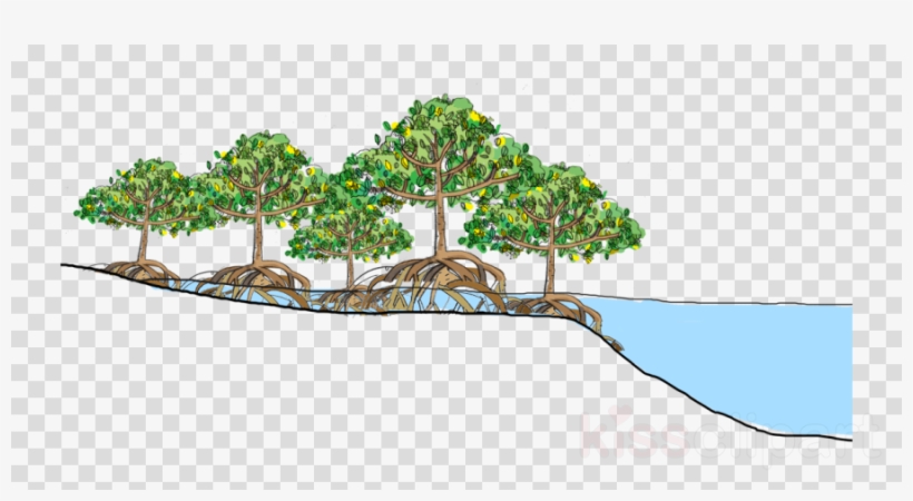 Download Mangrove Forest Vector Clipart Mangrove Tropical - Mangrove Tsunami, transparent png #4883098