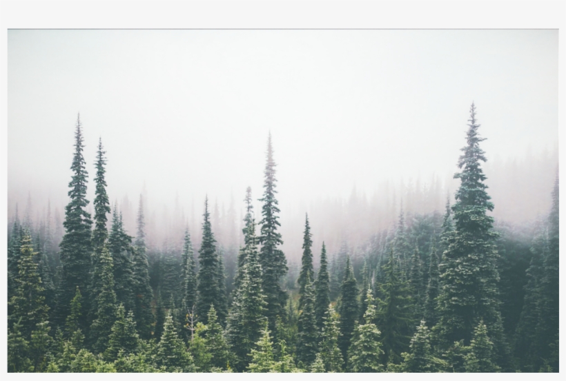 Trees Forest Treetops Overlay Background - Pine Tree Forest Background, transparent png #4883292