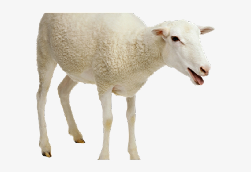 Sheep Png Transparent Images - Transparent Sheep Png, transparent png #4883345