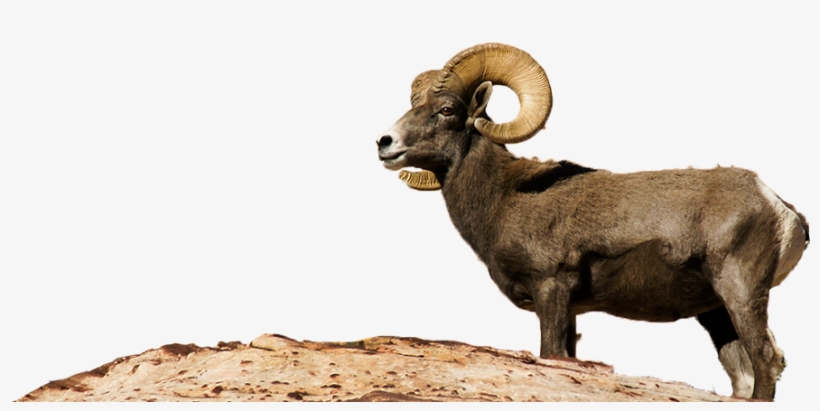 Bighorn Sheep Png - Desert Bighorn Sheep Transparent, transparent png #4883832