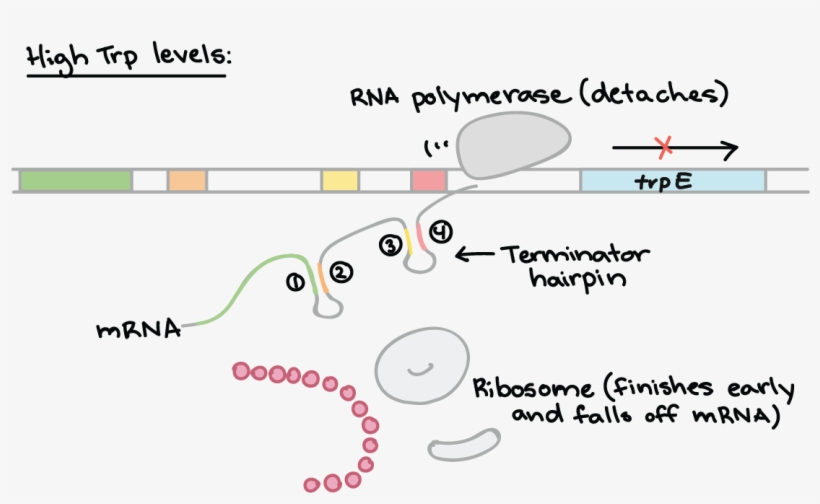 Trp Operon, transparent png #4884748