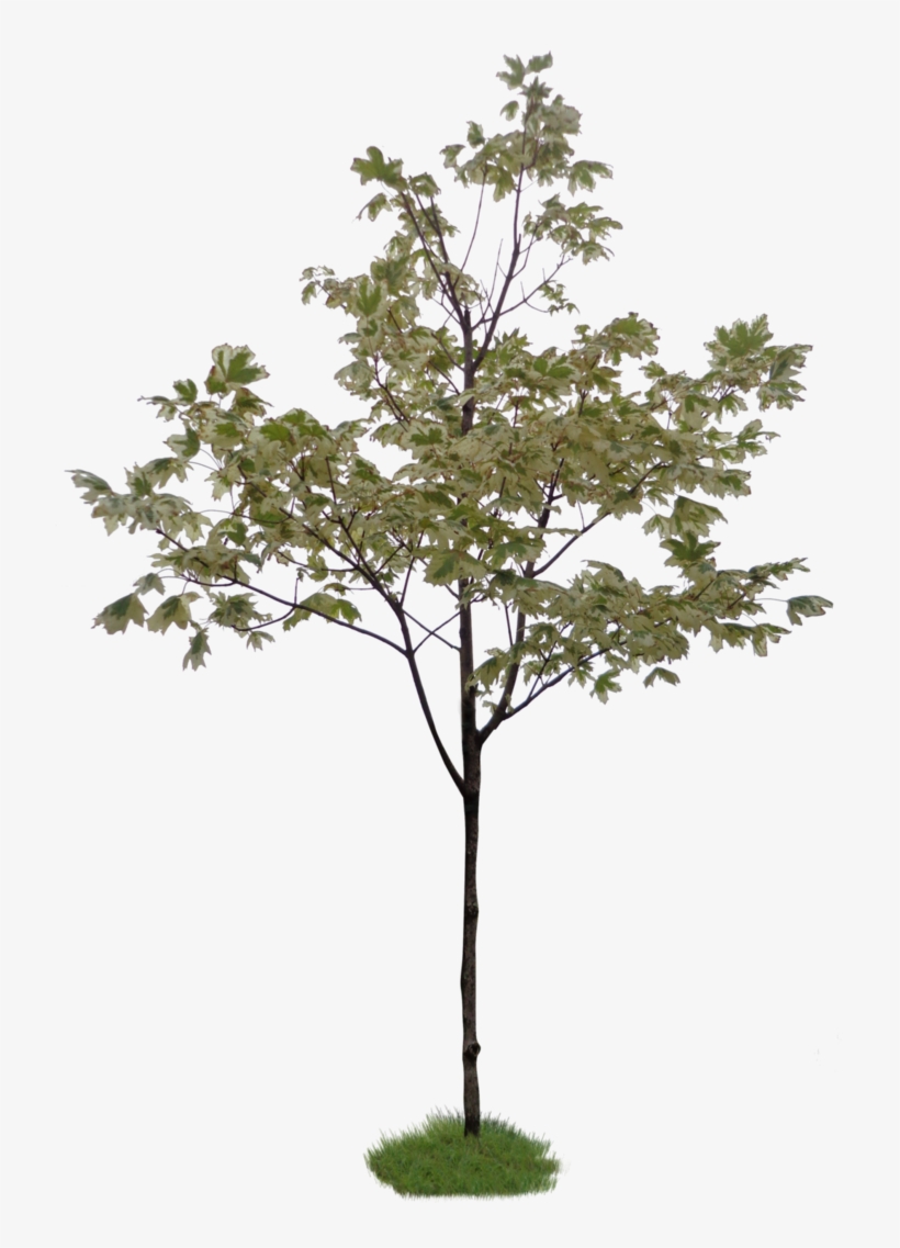 Free Download - Photoshop Little Tree, transparent png #4884991