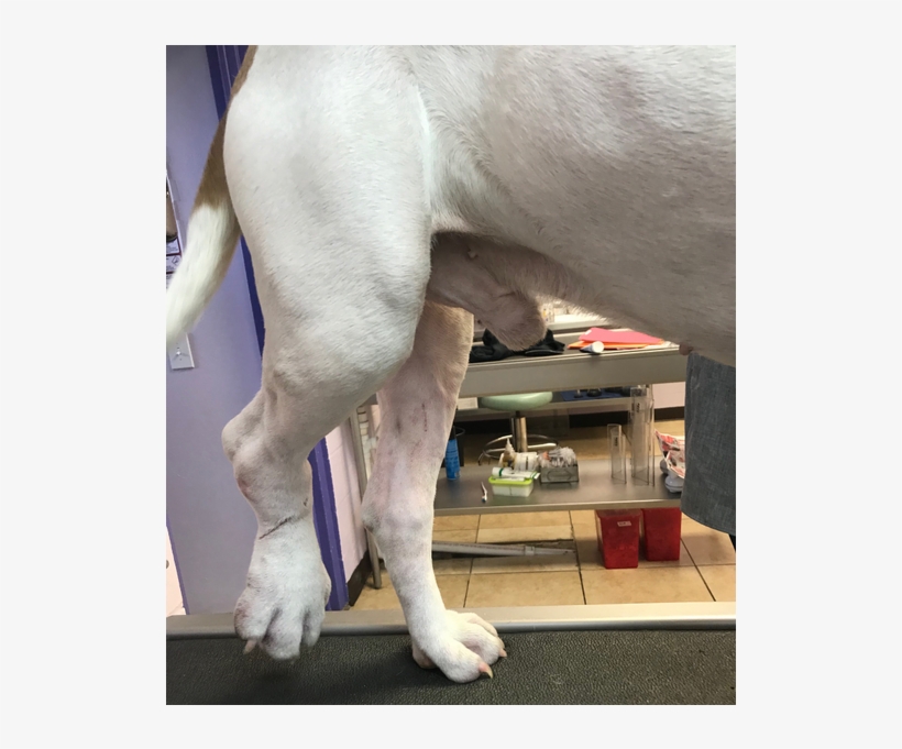 Gulf Coast Humane Society Second Chance Fund - Weimaraner, transparent png #4885632