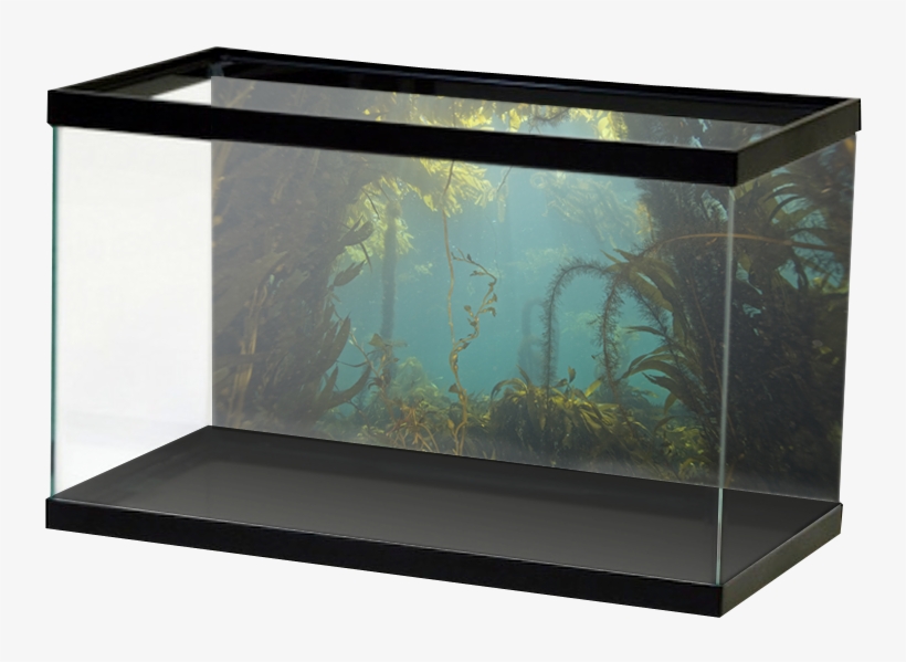 Salt Kelpforest, transparent png #4885825