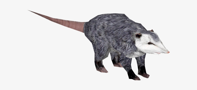 North American Opossum 4 - Wiki, transparent png #4886642