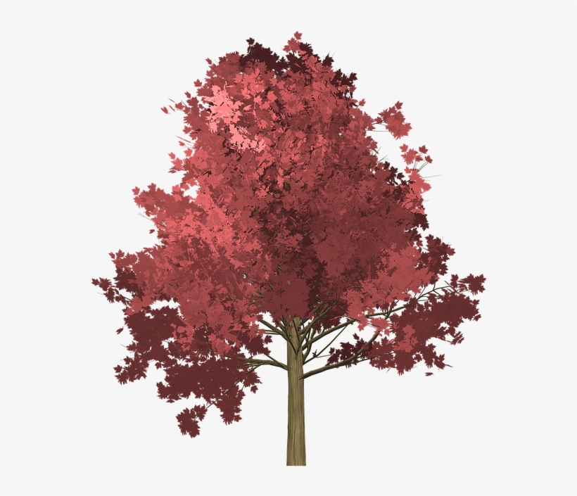 Japanese Maple Cliparts 13, Buy Clip Art - Arbol De Palo Fierro, transparent png #4887560