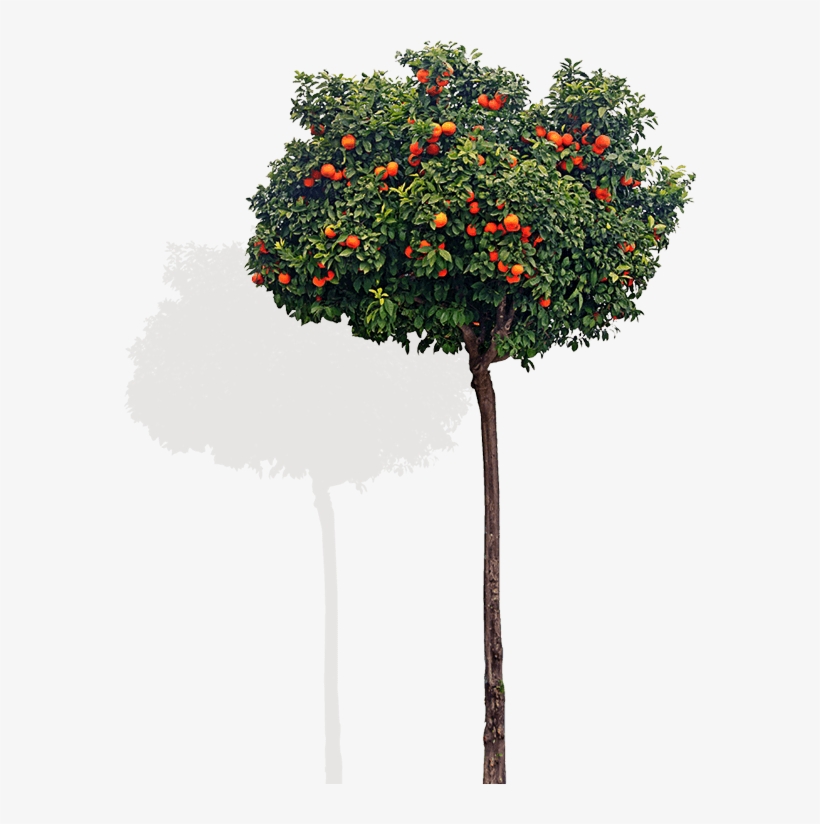 Chair Tree - Front View Tree Png, transparent png #4891532