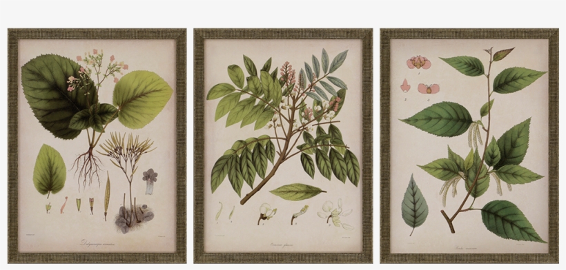 View Larger Image - Giclee Painting: Mendez's Vintage East Indian Plants, transparent png #4891737