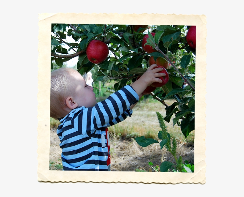 Strawberries - - Picture Frame, transparent png #4891797