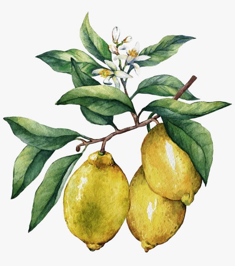 Ingredient - Lemons - Oil Painting Lemon Branch, transparent png #4891946