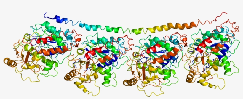 Tubb4a Gene, transparent png #4892640