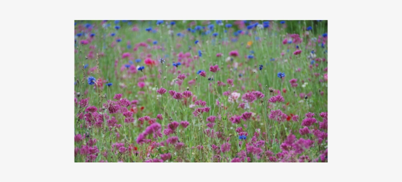 Dark Pink And Blue Wild Flowers, transparent png #4894960