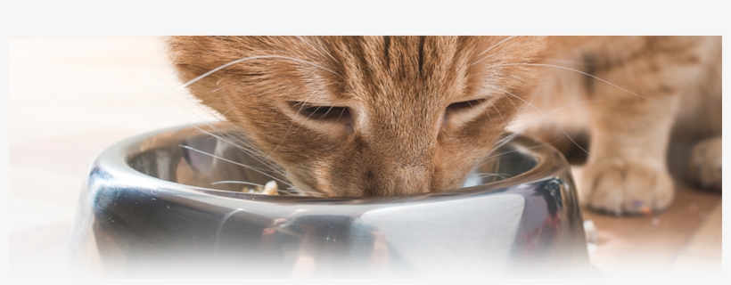 Back - Diabetic Cat, transparent png #4896941