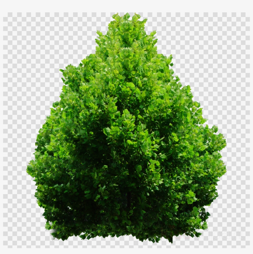 Download Shrub Png Clipart Shrub Clip Art Tree Grass - Evergreen Shrubs Png, transparent png #4896942