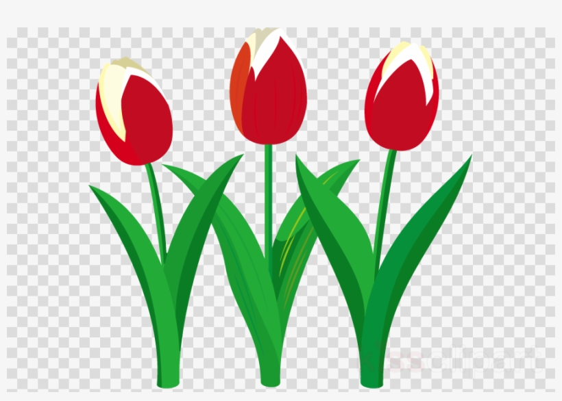 Tulip Clipart Tulip Flower Clip Art - Clip Art, transparent png #4897189