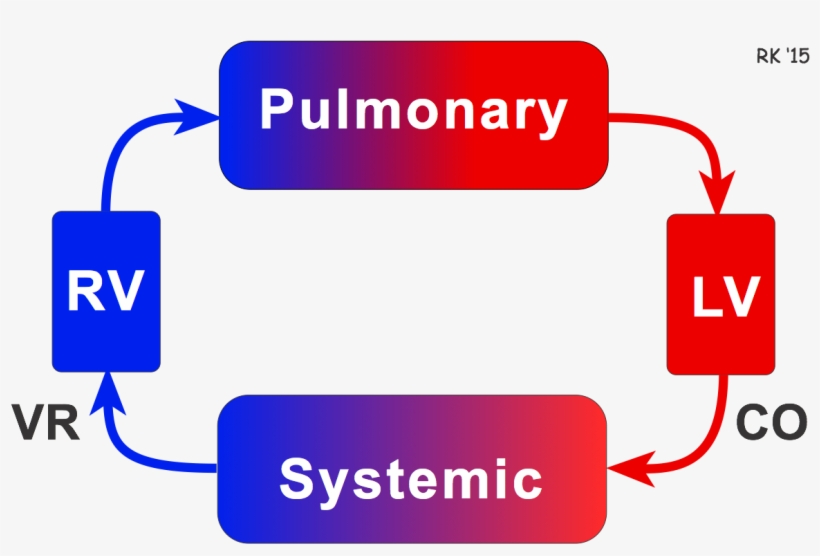 Closed Cardiovascular System - Venous Return In Heart, transparent png #4897255