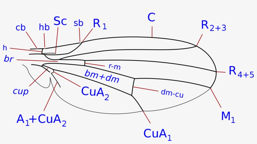 Open - Drosophilidae Wing, transparent png #4897620