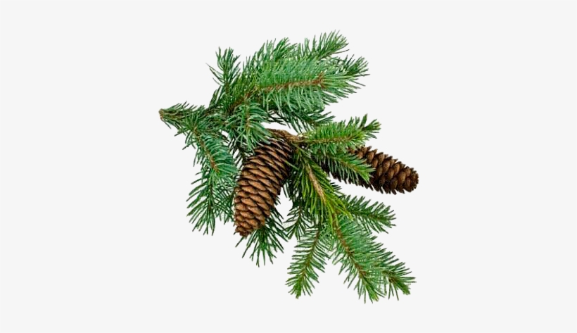 Christmas Tree Branch Png - Nawóz Planta Nawóz Mineralny Pod Iglaki Przeciw Brunatnieniu, transparent png #490261