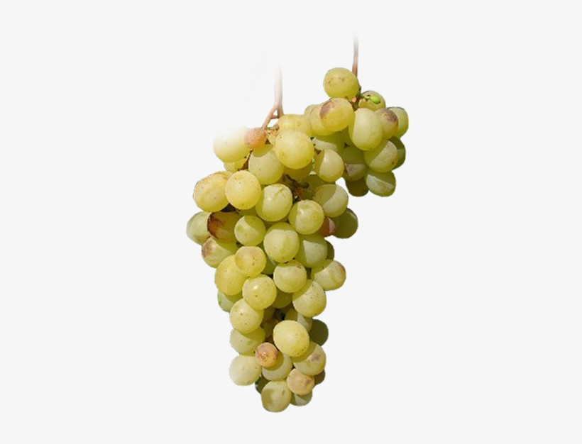 Uvas De Mesa Y Uva Blanca - Muscat, transparent png #490304