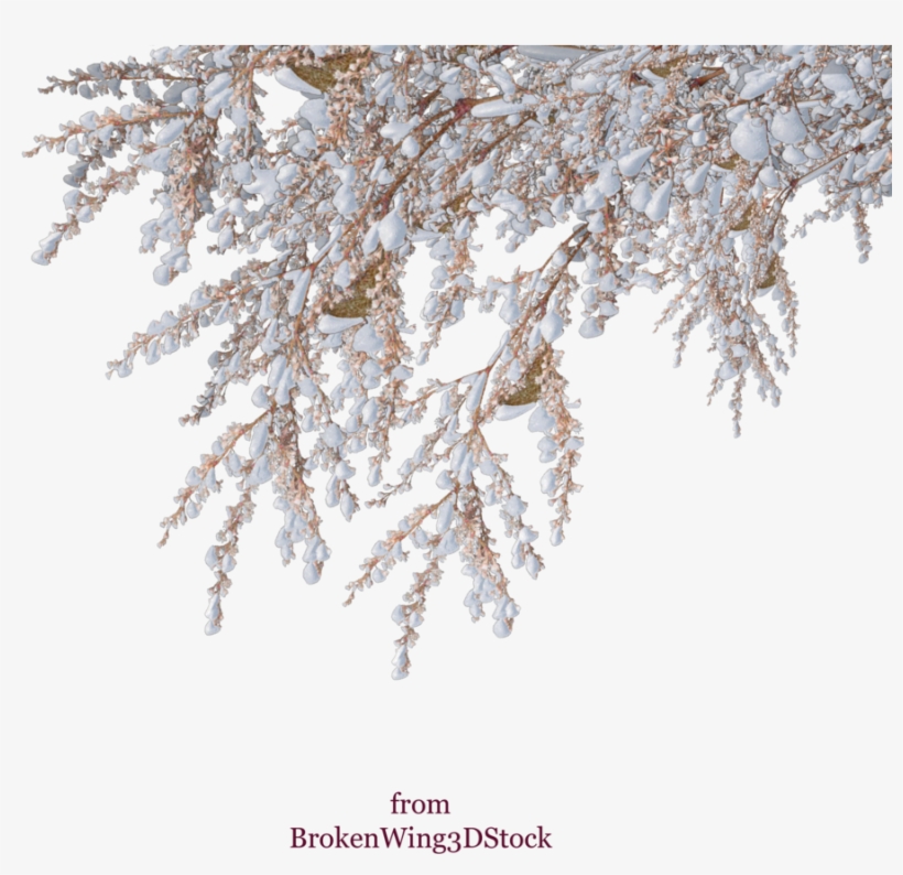 Vector Snow Winter Shrub Tree - Snowy Tree Branch Png, transparent png #490356