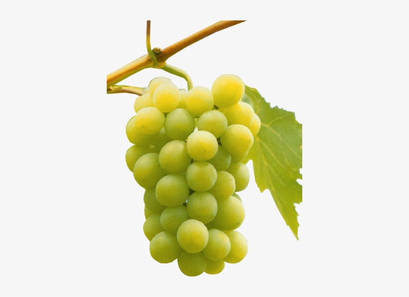 Uvas Blancas - Uva Viura O Macabeo, transparent png #490429