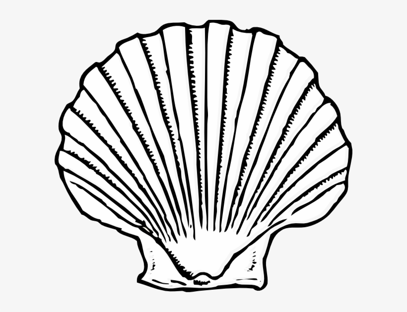 Sea Shell Silhouette At Getdrawings Com Free - Seashell Black And White, transparent png #490534