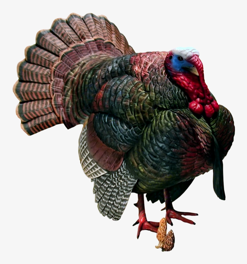 Wild Turkey Png - Turkey Png, transparent png #490628