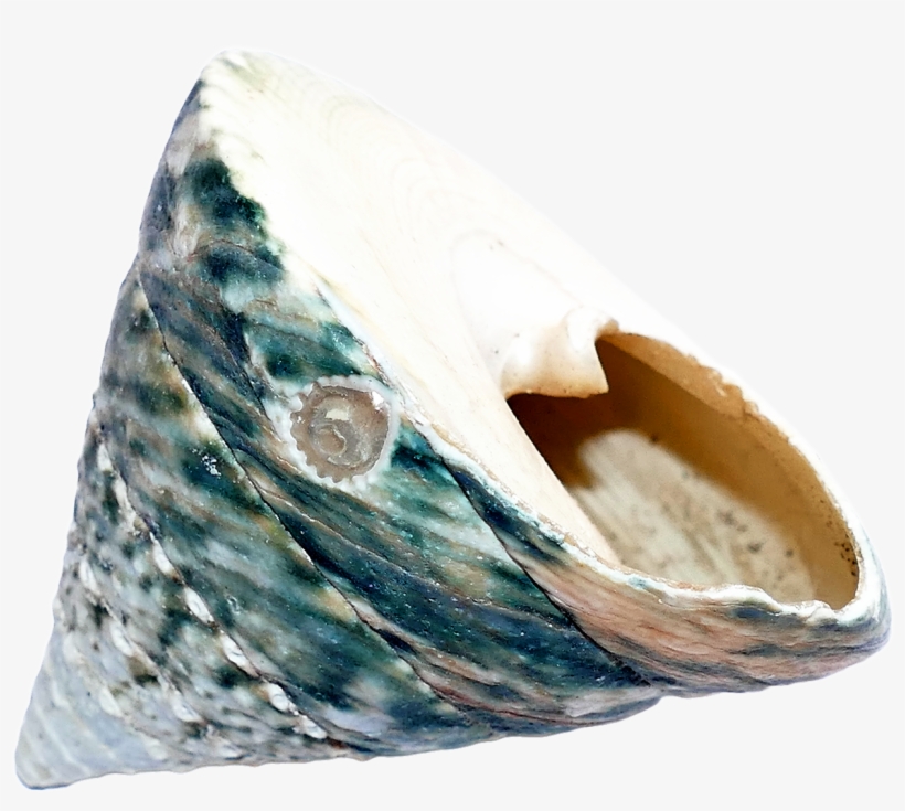 Ocean Sea Shell Png Transparent Image - Seashell, transparent png #490775
