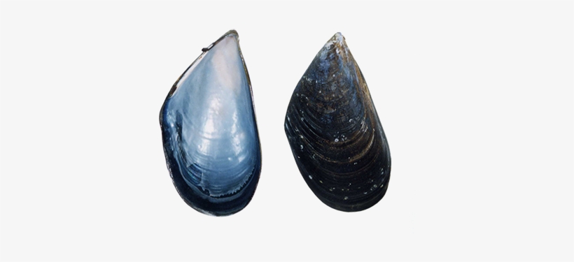 Mussel Shell - Baltic Clam, transparent png #490790