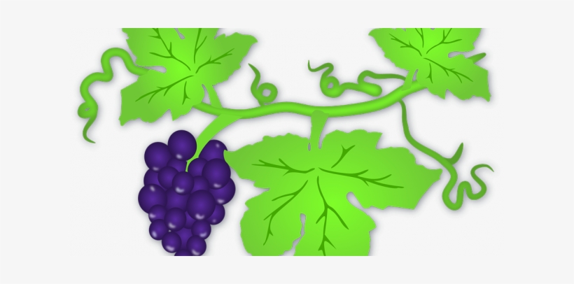 La Uva, Una Vía Para Reducir Peso - Grapes On The Vine Mugs, transparent png #490924