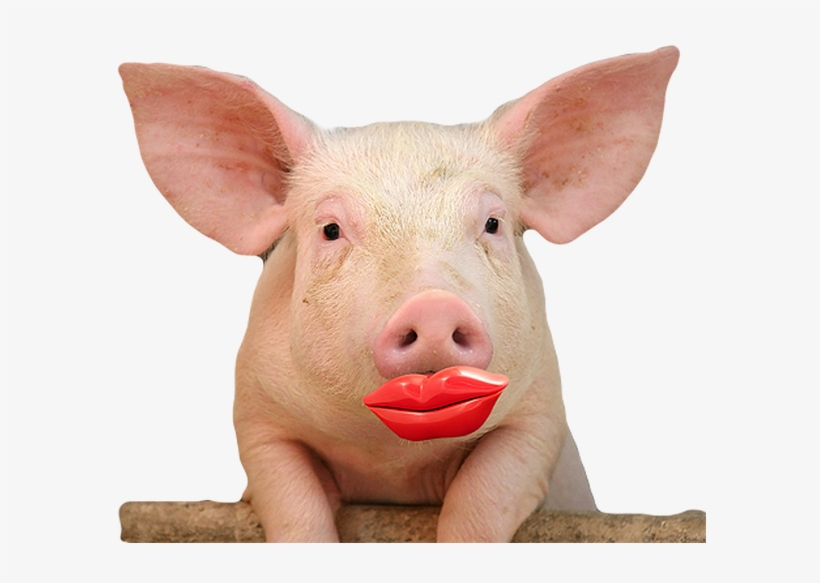 Free Download Pig Lipstick Clipart Lipstick On A Pig - Cute Pig With Lipstick, transparent png #491215