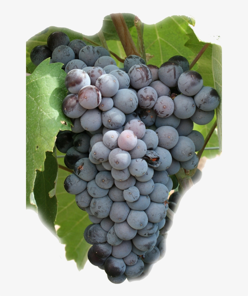 Un Azul Que Nos Tienta - Uvas Tintas Monastrell, transparent png #491348