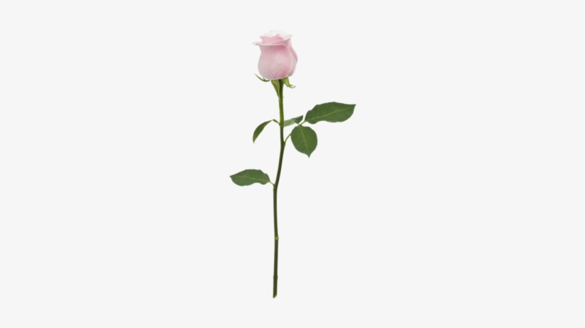 Edit, Flower, And Overlay Image - Roses Floral Theme - Tote Bags, transparent png #491564