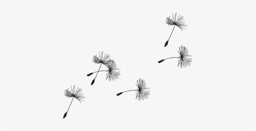 Dandelion Seed Flora Grass Seeds Close-up - Dandelion Clip Art Black And White Free, transparent png #494096