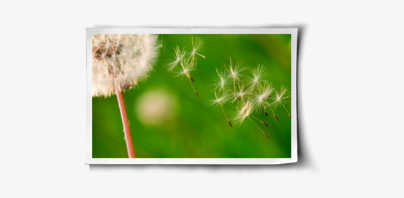 I Still Remember The Joy Of Picking Dandelion Puffballs - Crassocephalum, transparent png #494475