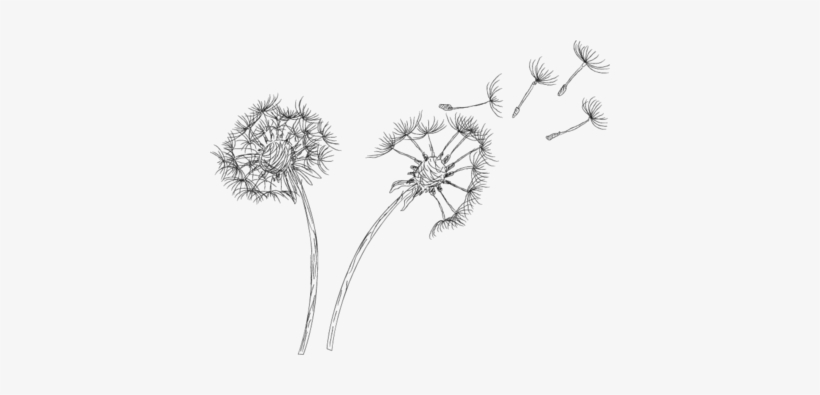 Dandelion Blowing Drawing Transparent Download - Dandelion Psd, transparent png #494578