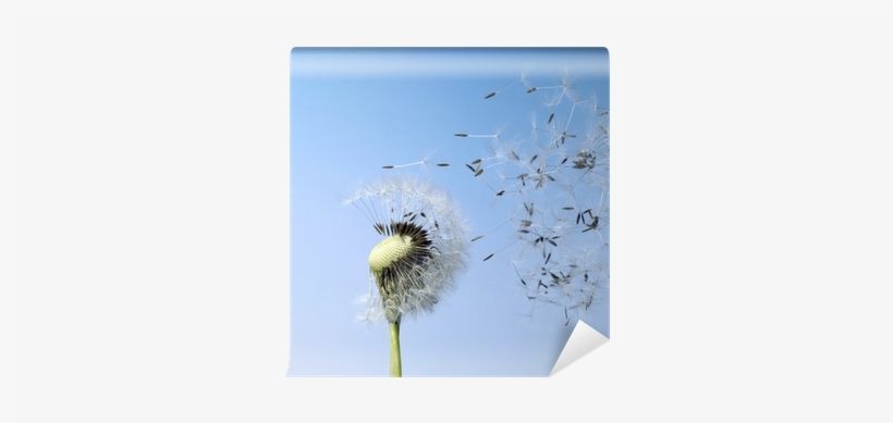 Photograph, transparent png #494599