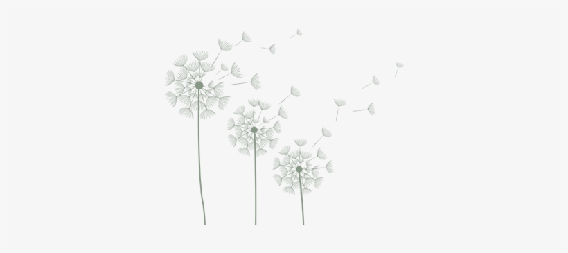 Pics For > White Dandelion Png - Flannel Flower, transparent png #494645