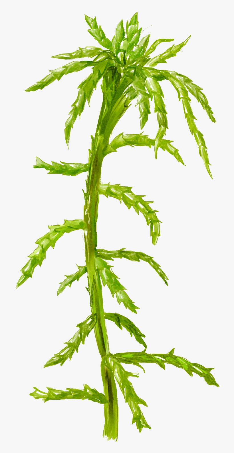 Peat Moss And A Close-up Of Large, Dead Cells Full - Grass, transparent png #495064