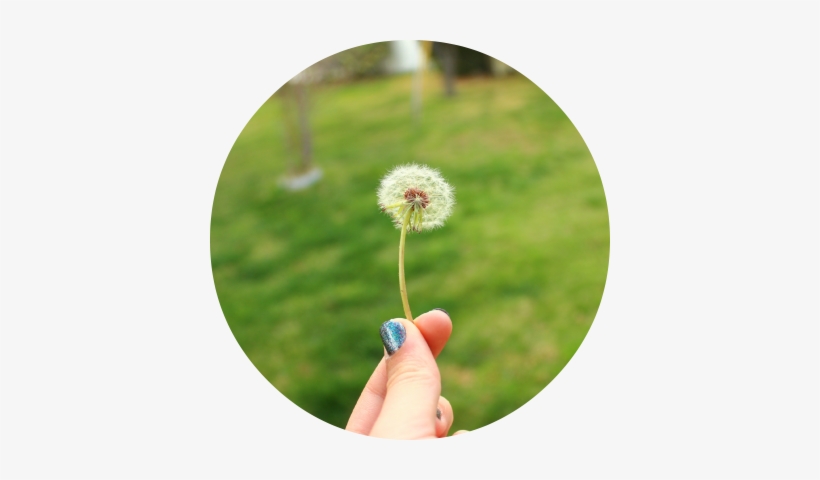 Blow It Away Let The Parasols Float Up And Out - Grass, transparent png #495193