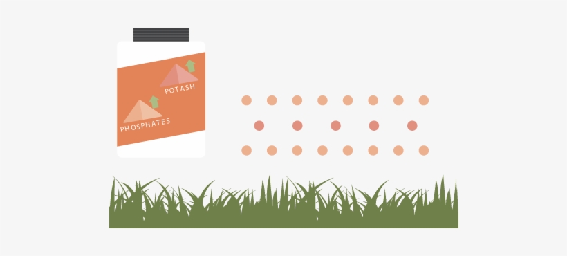 Use An Autumn Lawn Fertiliser That Is High In Phosphates - Grass, transparent png #495275