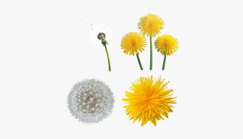 Dandelion Png, transparent png #495467