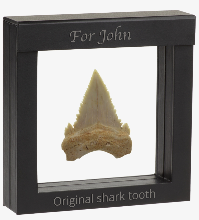 Authentic Shark´s Tooth Fossil - Shark Tooth Frame, transparent png #496186