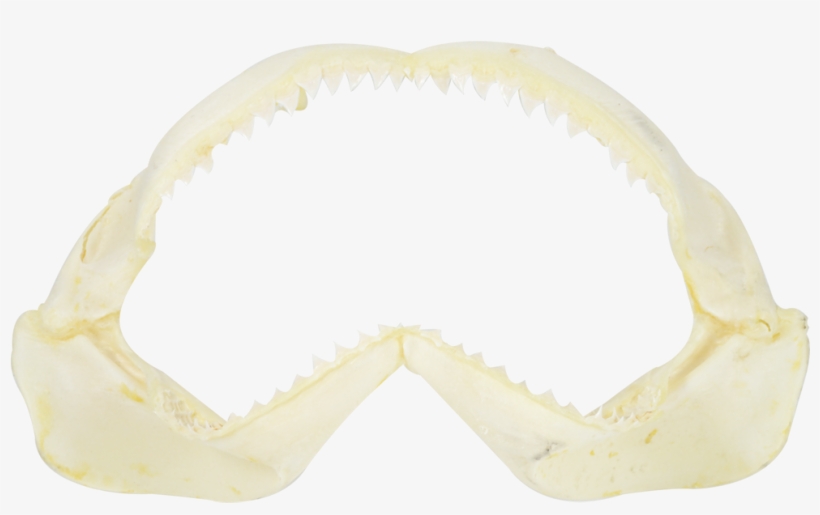 Shark Jaw - Various Sizes - Shark Jaw 10" Medium - Natural Bone, transparent png #496215