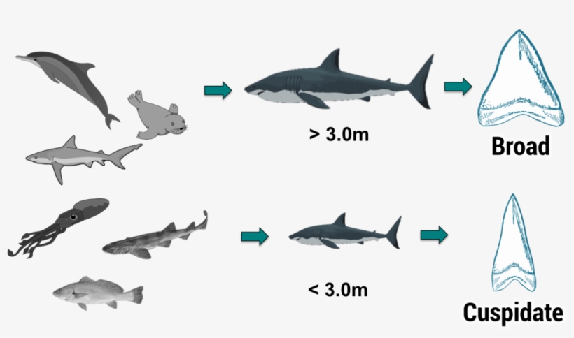 Accepted White Shark Food Chain And Concurrent Perceived - Great White Shark, transparent png #496806
