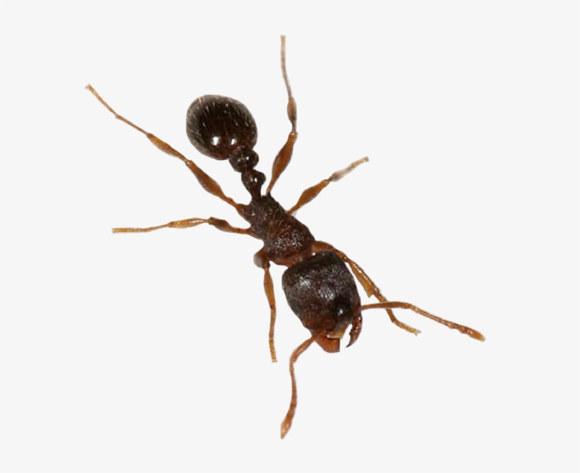 Pavement Ant Pure Defense Pest - Pavement Ant, transparent png #496899