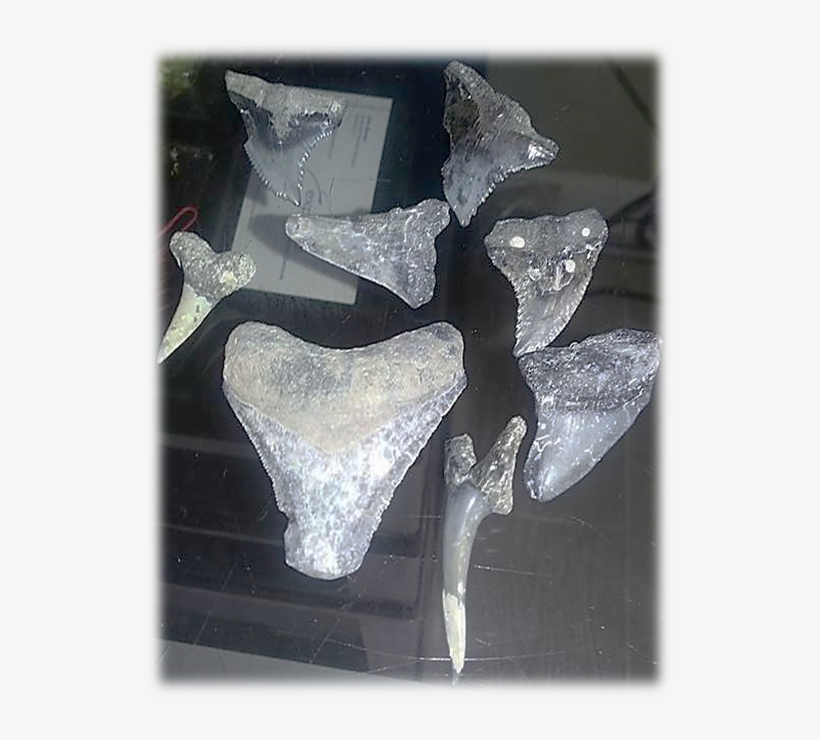 Fossilized Shark Teeth We've Found On Our Beach - Bronze Sculpture, transparent png #497088