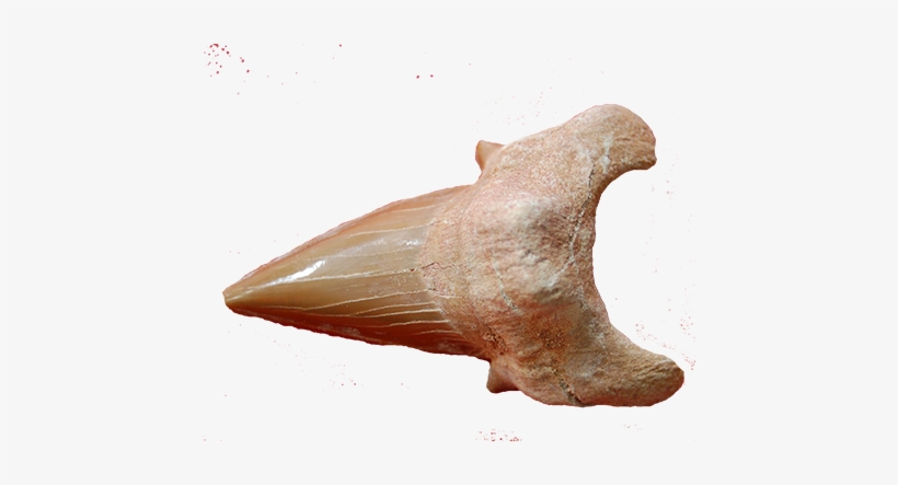 שן כריש מאובן Fossiled Shark Tooth - שיניים של כריש למכירה, transparent png #497167